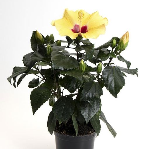 Hibiscus rosa-sinensis 'Adonicus Yellow'