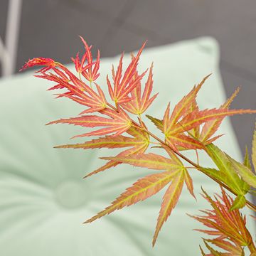 Acer palmatum 'Wilson's Pink Dwarf'