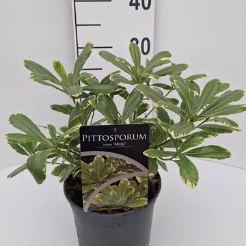 Pittosporum tobira 'Mojo'