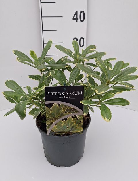 Pittosporum tobira 'Mojo'