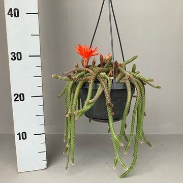 Chamaecereus luisramirezii