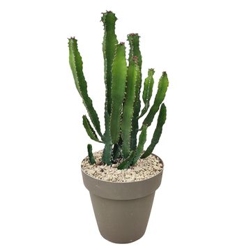 Euphorbia triangularis