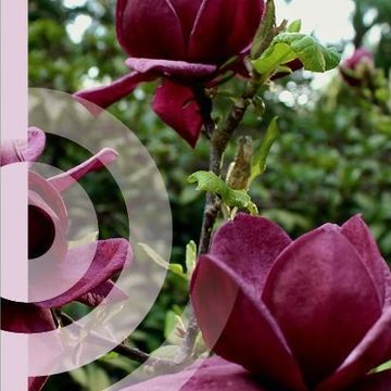 Magnolia 'Genie'