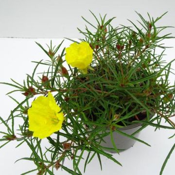 Calylophus berlandieri