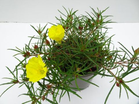 Calylophus berlandieri