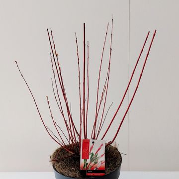 Salix integra 'Flamingo'