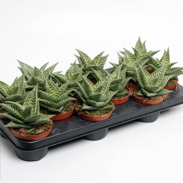 Aloe 'Tribal Variegata'