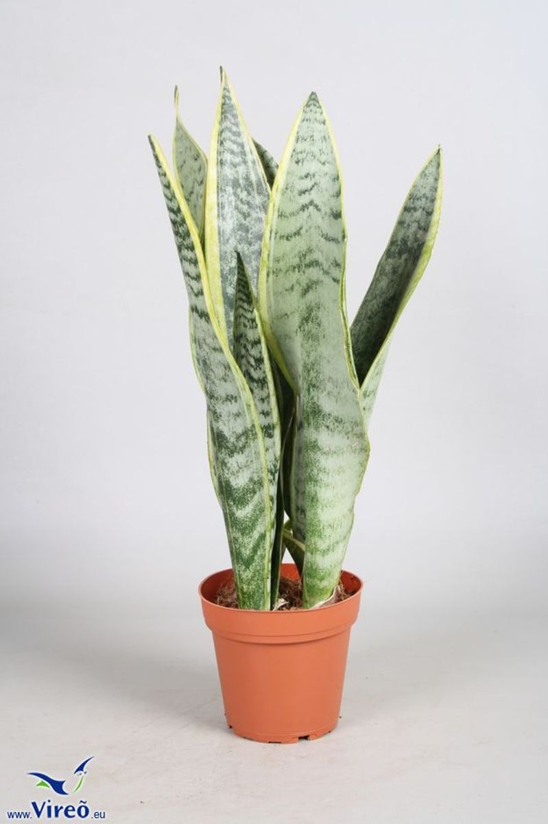 Sansevieria Trifasciata Futura Superba — Plant Wholesale Floraccess 