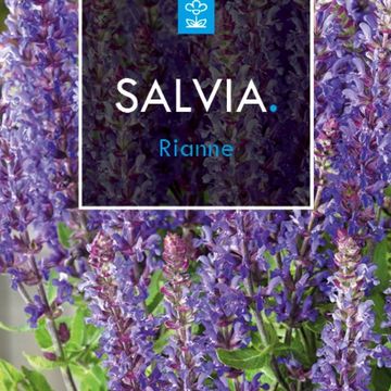 Salvia nemorosa 'Rianne'