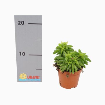 Peperomia dolabriformis