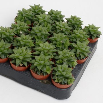 Haworthia cymbiformis