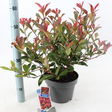 Photinia x fraseri CARRÉ ROUGE