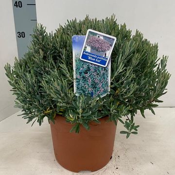 Andromeda polifolia 'Blue Ice'