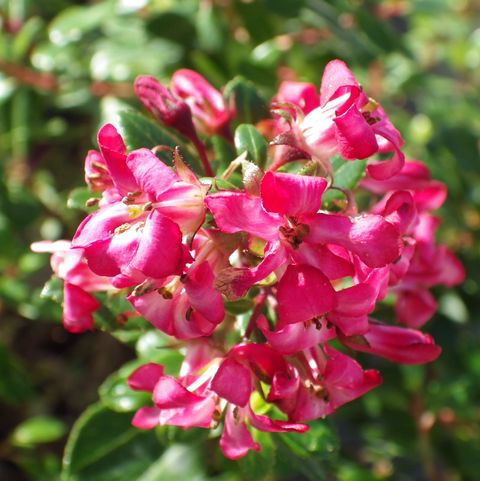 Escallonia 'Red Dream'