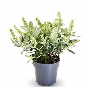 Buddleja davidii LITTLE ROCKSTARS WHITE