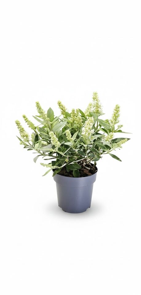 Buddleja davidii LITTLE ROCKSTARS WHITE