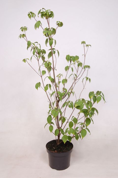 Cornus kousa 'Schmetterling'