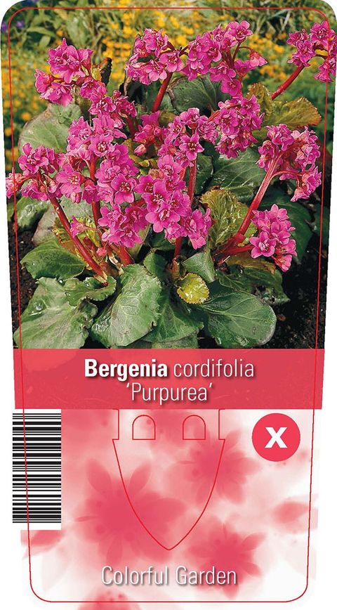 Bergenia cordifolia 'Purpurea'