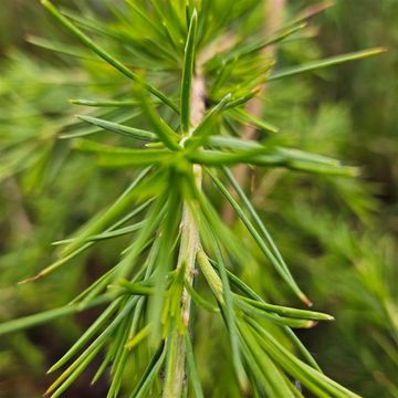 Cedrus deodara 'Green Cascade'