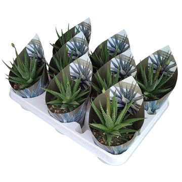 Haworthia 'Universe'