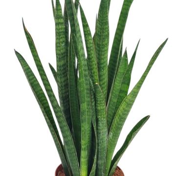 Sansevieria zeylanica 'Greenline'