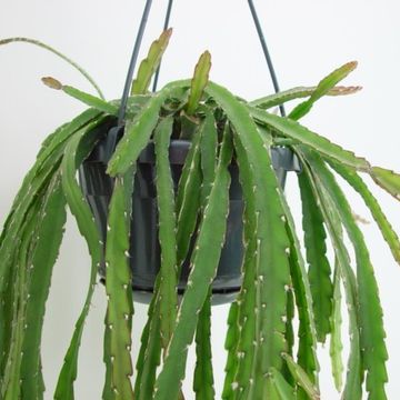 Lepismium cruciforme