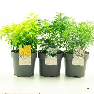 Choisya ternata MIX