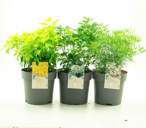 Choisya ternata MIX