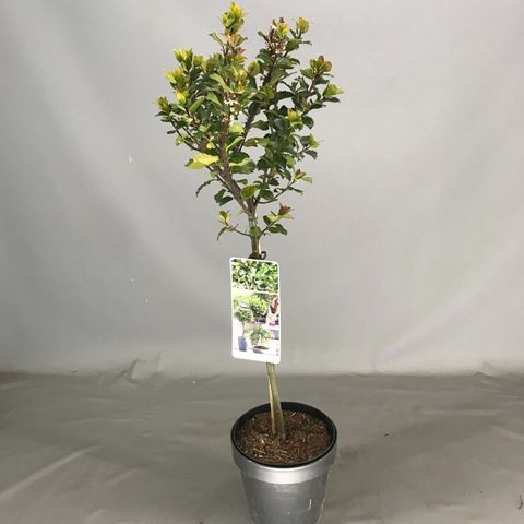 Ilex x meserveae 'Blue Prince'