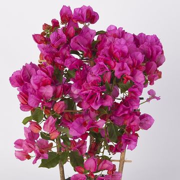 Bougainvillea glabra 'Sanderiana'