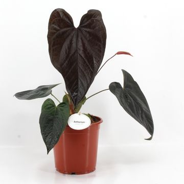Anthurium 'Queen of Hearts'
