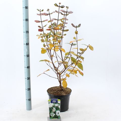 Viburnum x burkwoodii 'Anne Russell'