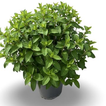 Hydrangea paniculata BOBO