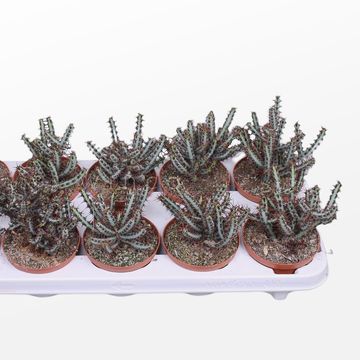 Euphorbia aeruginosa