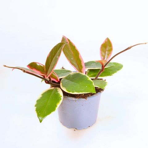 Hoya carnosa 'Flamingo Dream'