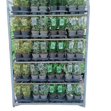 Euonymus japonicus MIX