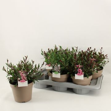 Gaura lindheimeri MIX