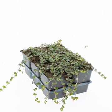 Mitchella repens