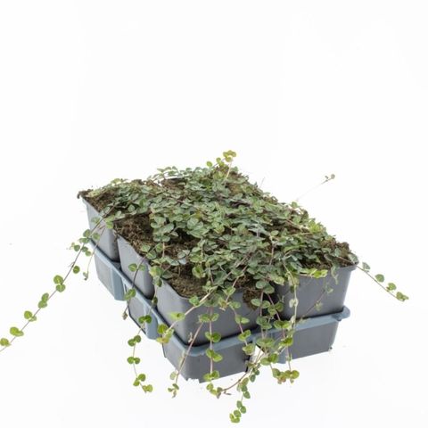 Mitchella repens