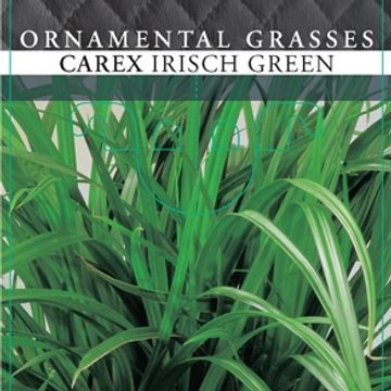 Carex morrowii 'Irish Green'