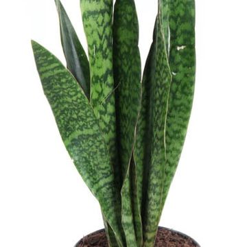 Sansevieria 'Jamaiquina Queen'