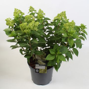 Hydrangea paniculata BOBO