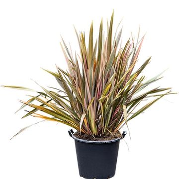 Phormium 'Pink Stripe'