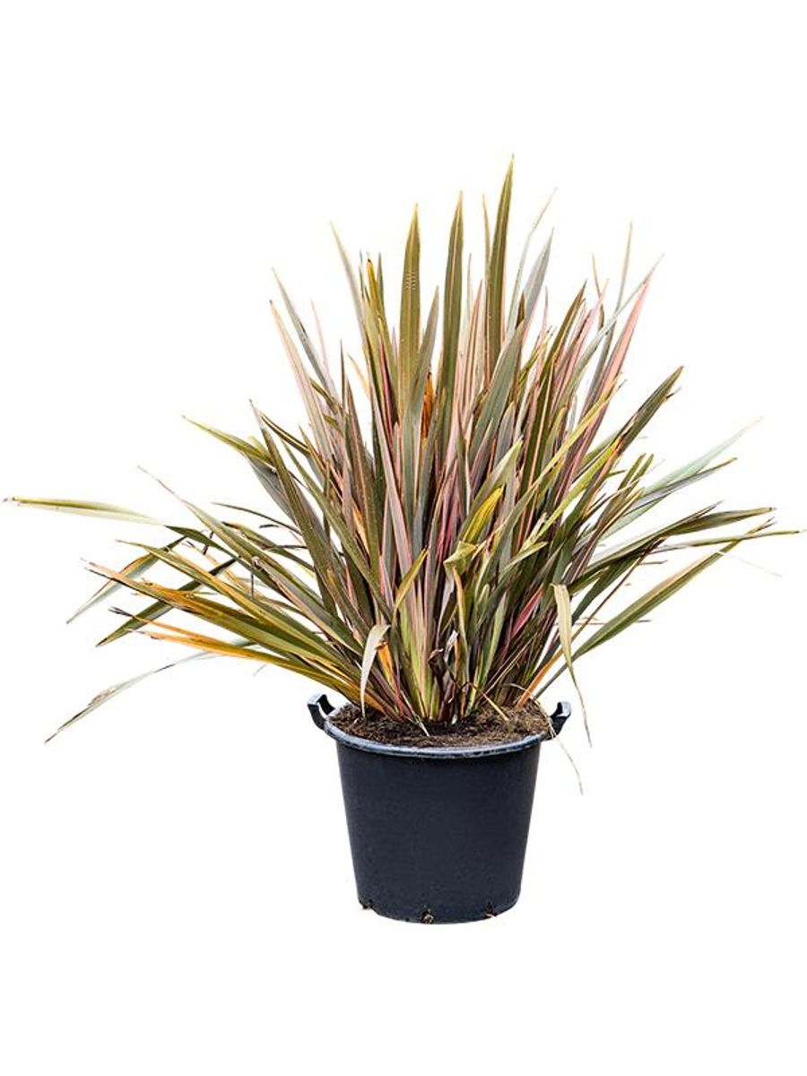 Phormium 'Pink Stripe' — Atacado de Plantas FlorAccess