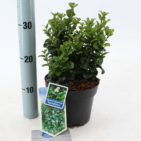 Ligustrum japonicum 'Rotundifolium'