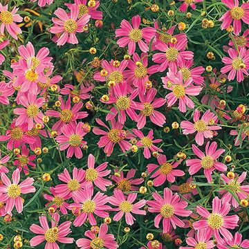 Coreopsis rosea 'American Dream'