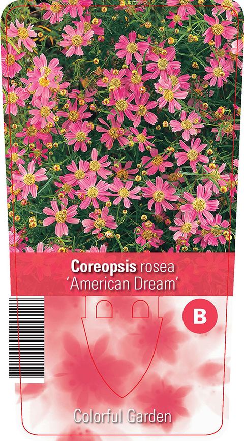 Coreopsis rosea 'American Dream'