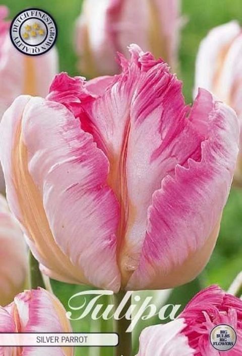 Tulipa 'Silver Parrot'