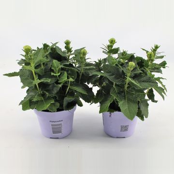 Platycodon grandiflorus 'Astra White'