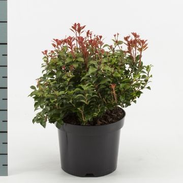 Pieris japonica 'Little Heath Green'